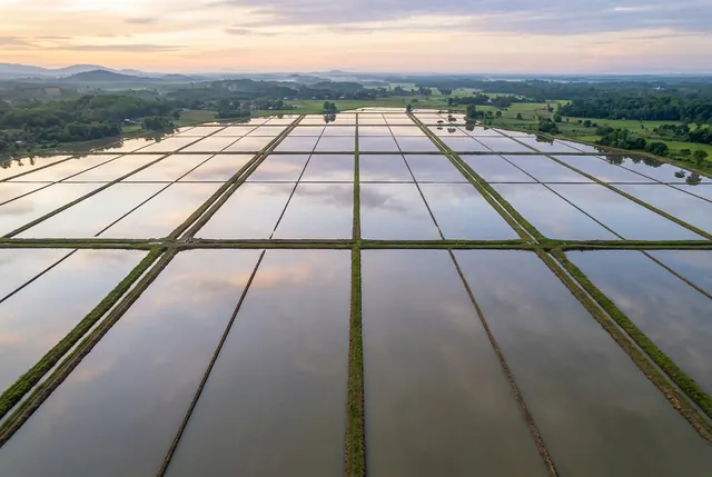 Aerial view of flooded rice paddy basins with an even, mirror-like water surface.